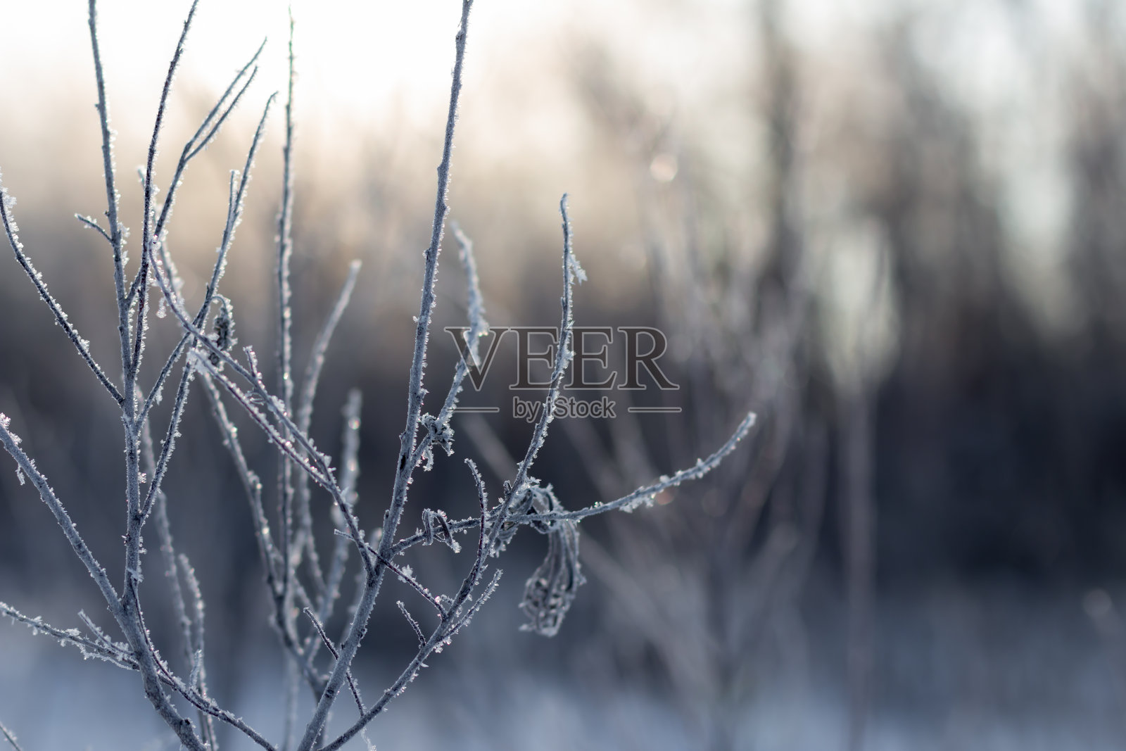 阳光照在结霜的树枝上照片摄影图片