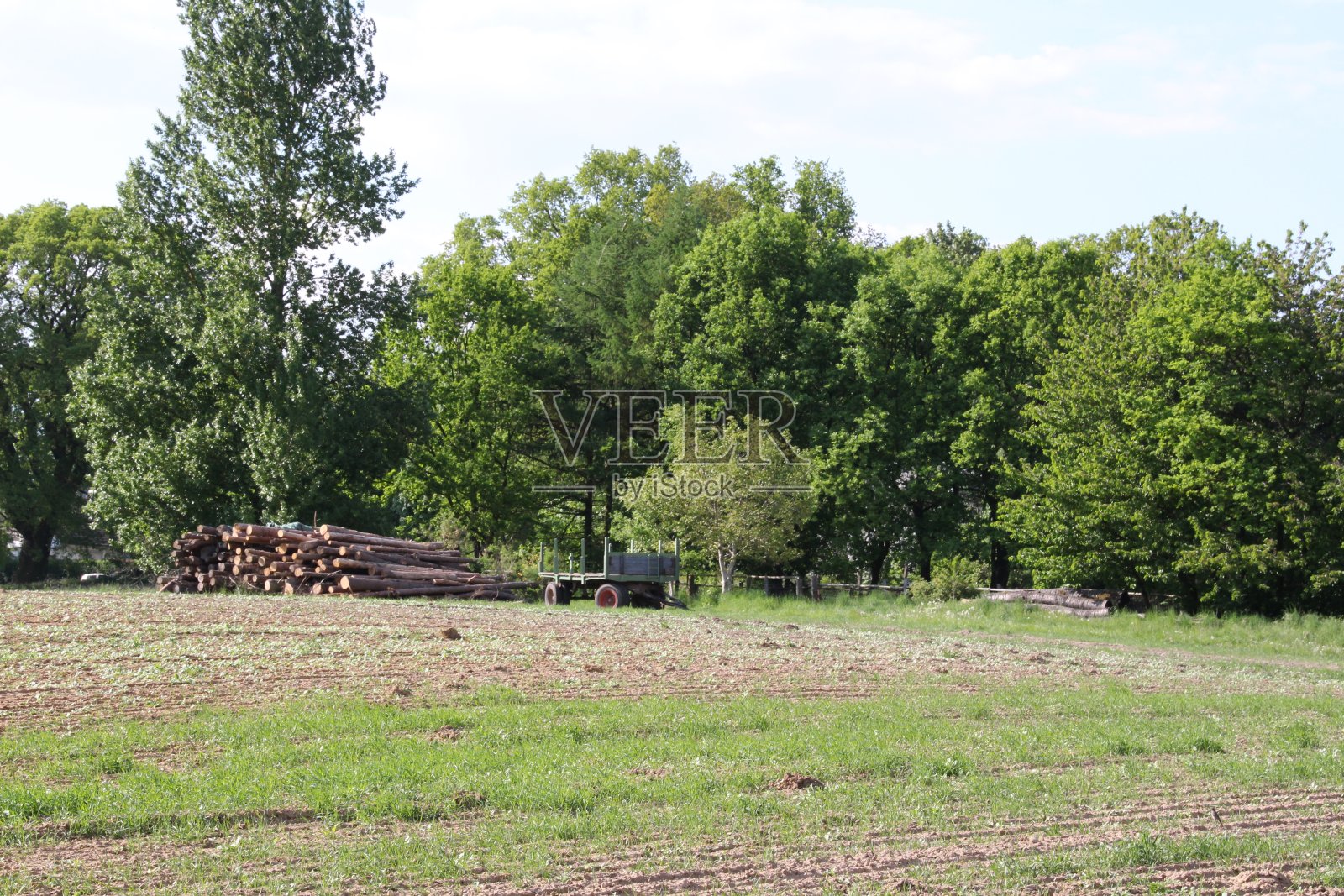 Lüneburg荒原的春天照片摄影图片