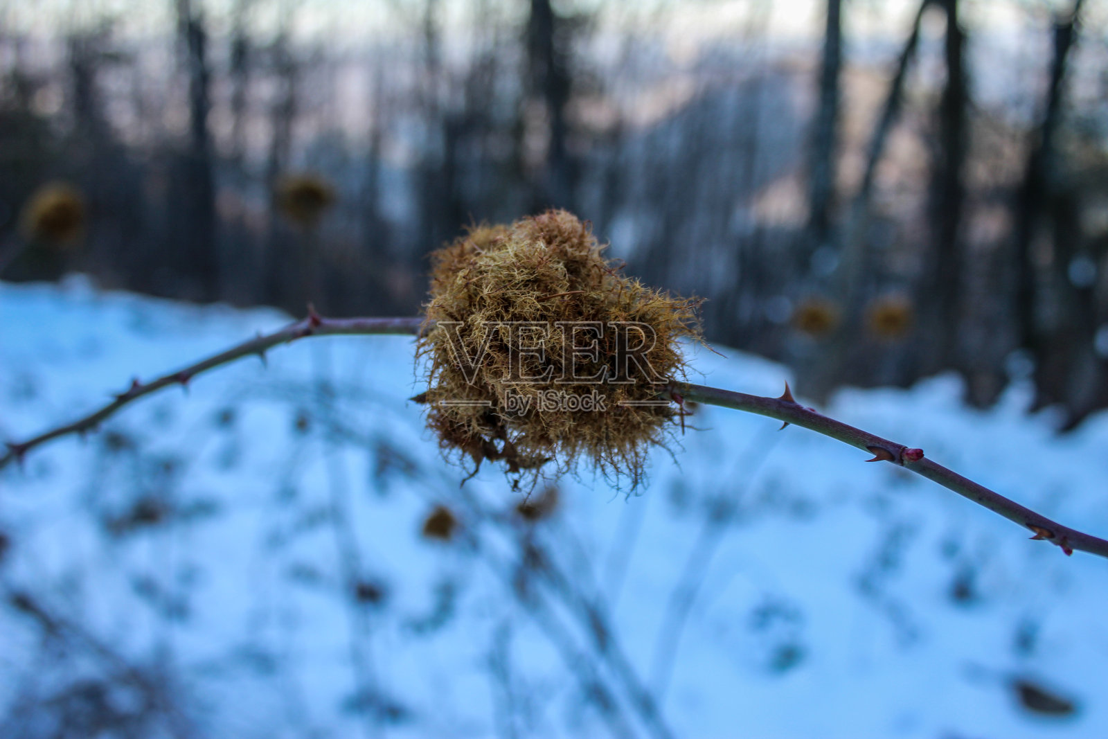野黑莓的枝条上生长着球形的东西。这种生长让人想起细小的根毛。的根源。背景是雪。照片摄影图片