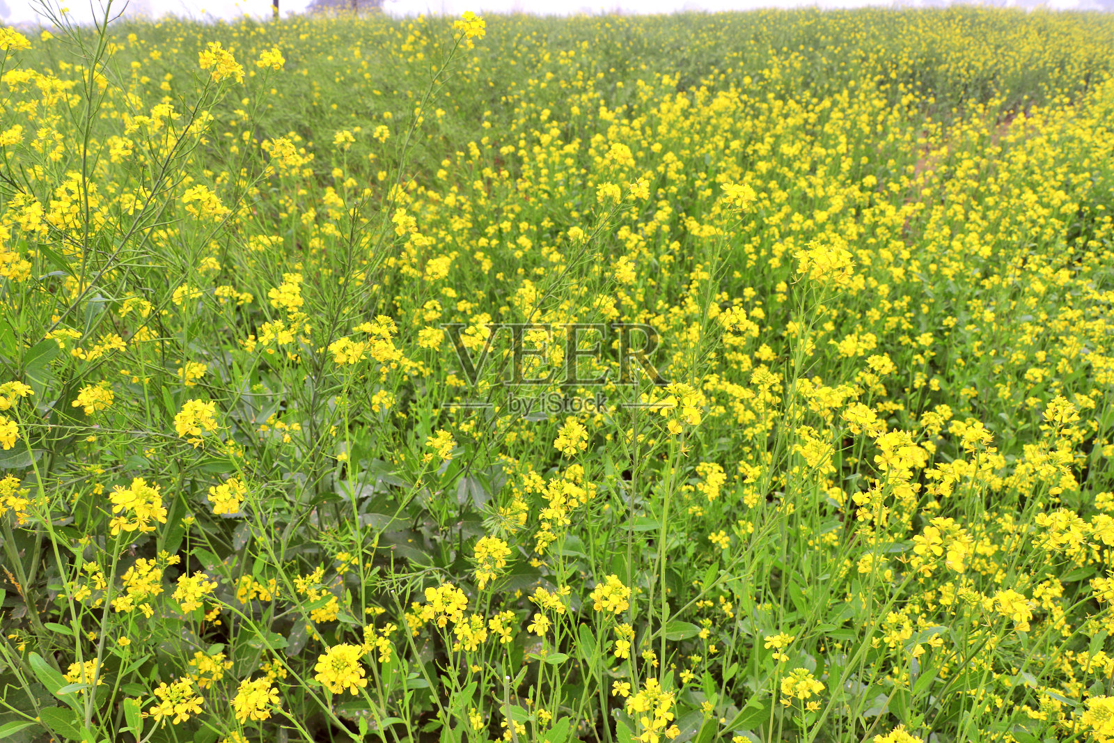 芥末作物照片摄影图片