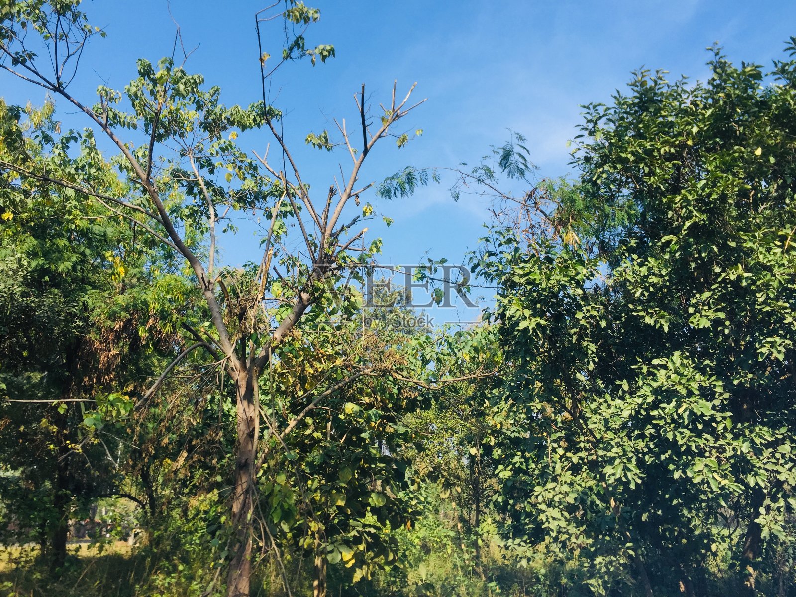 森林与绿树的观点照片摄影图片