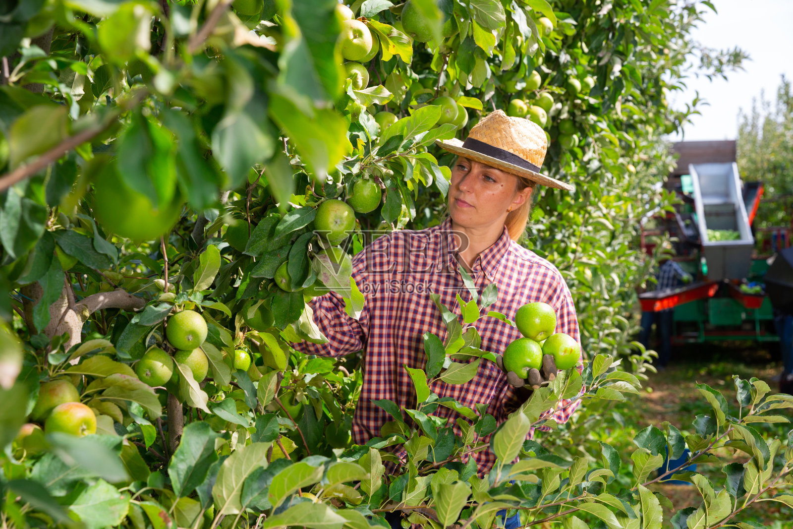 农场工人在花园里采摘青苹果照片摄影图片