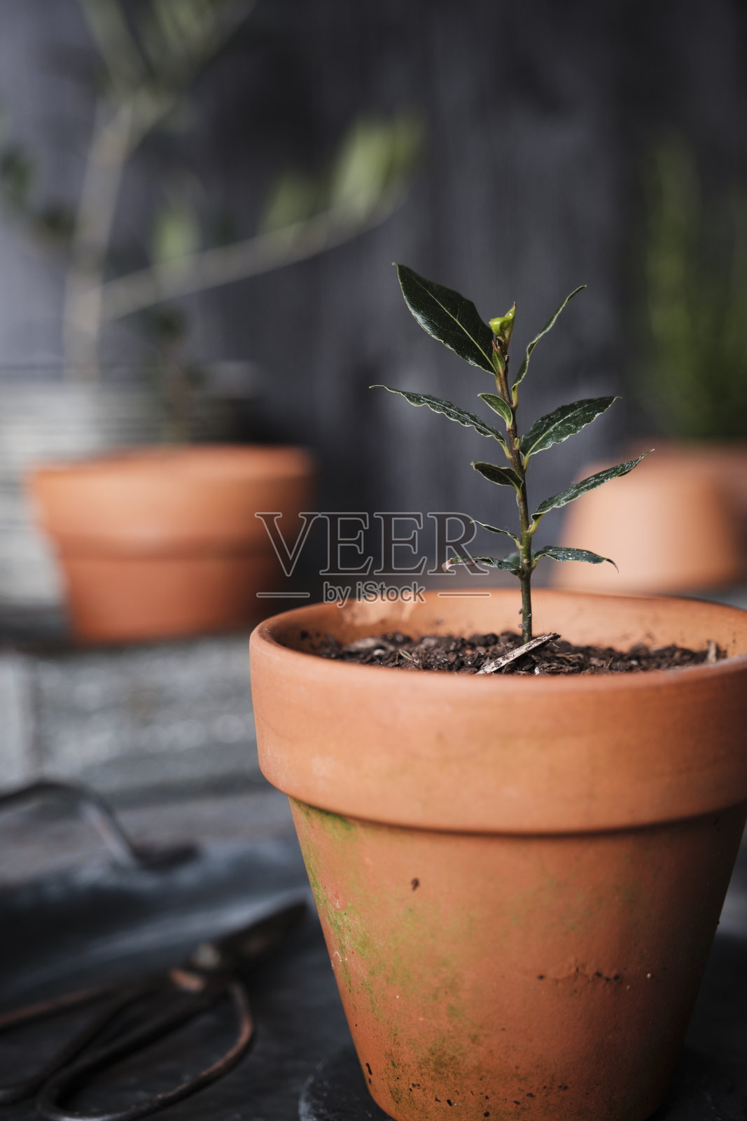 赤陶罐中的湾苗照片摄影图片