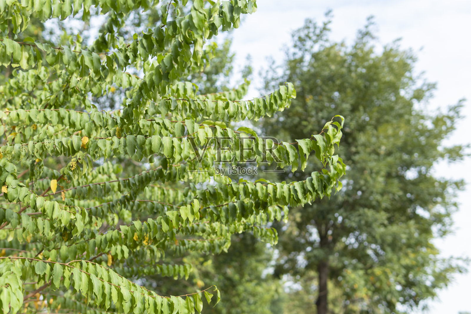 公园里秋香的枝叶照片摄影图片