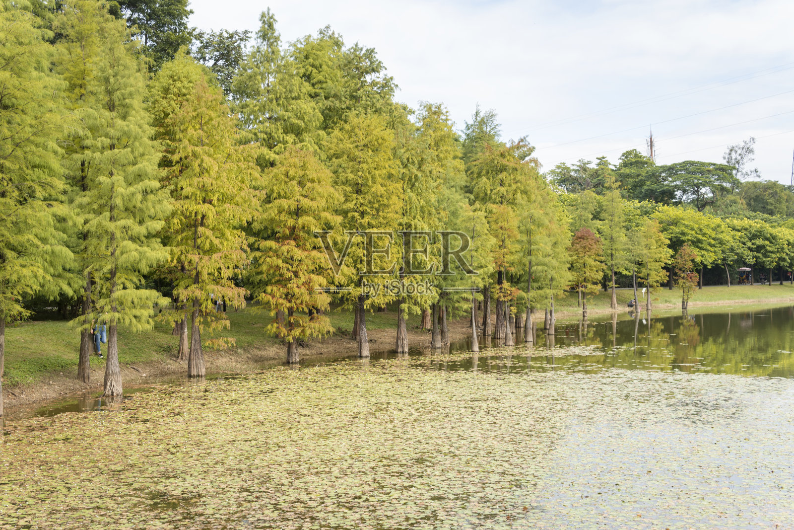 湖上有萨比诺树和浮萍照片摄影图片