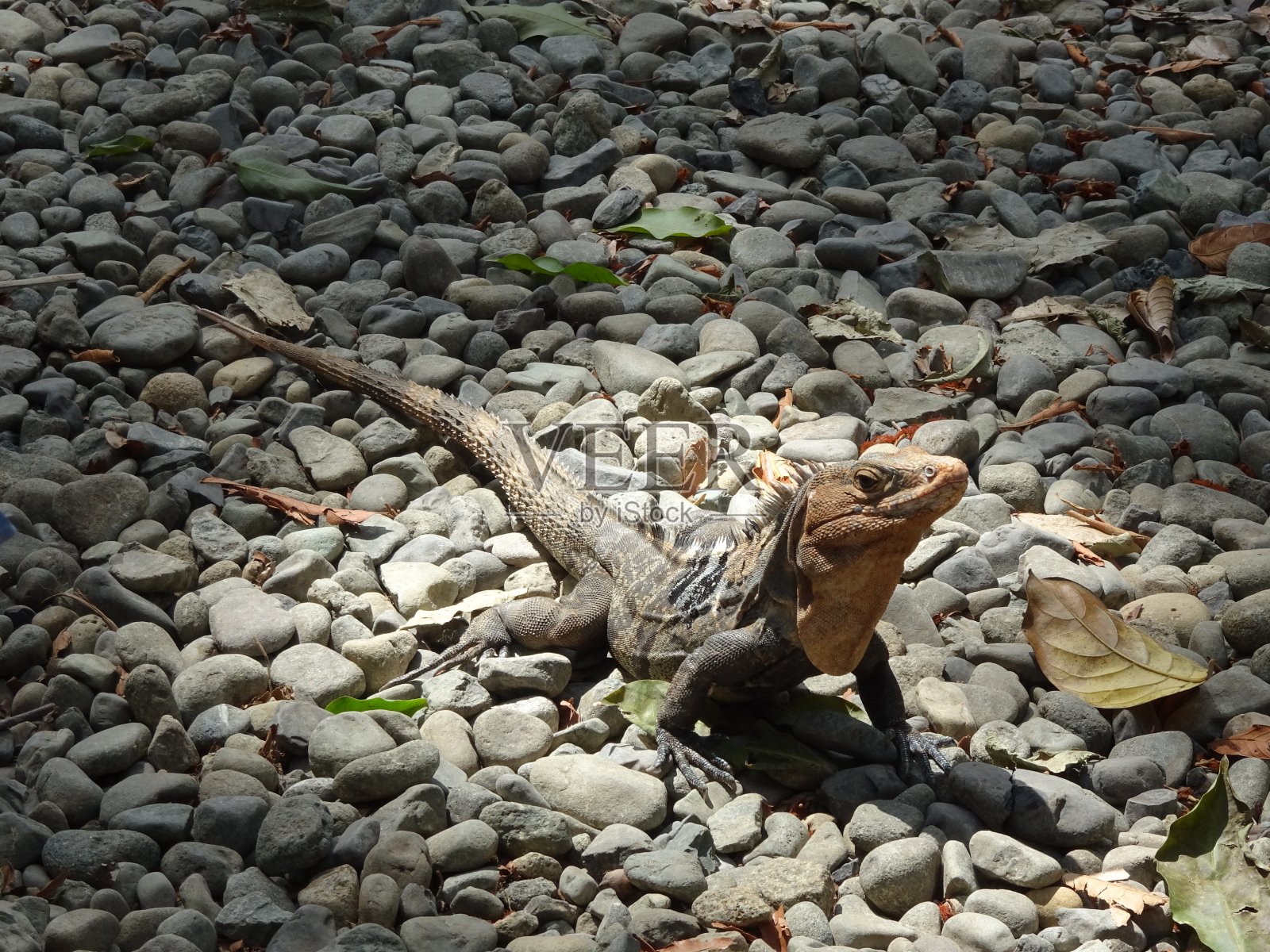 鬣蜥在鹅卵石地上爬行照片摄影图片