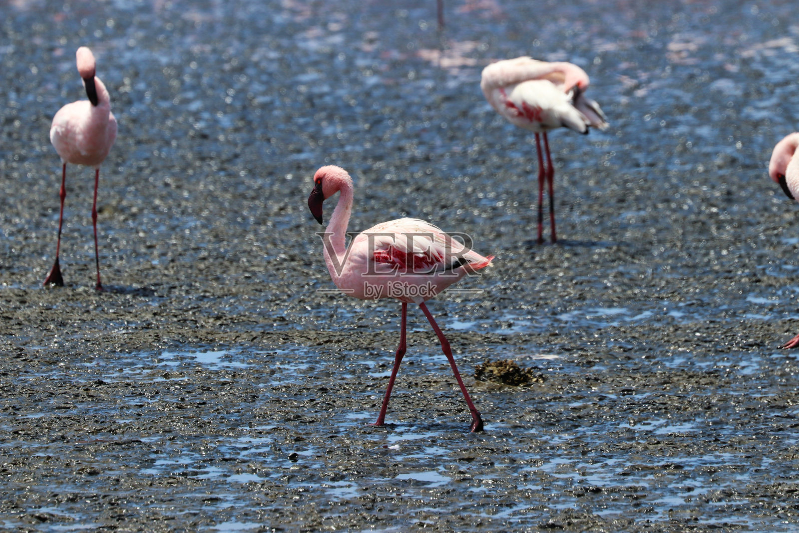 粉色火烈鸟-沃尔维斯湾，纳米比亚，非洲照片摄影图片