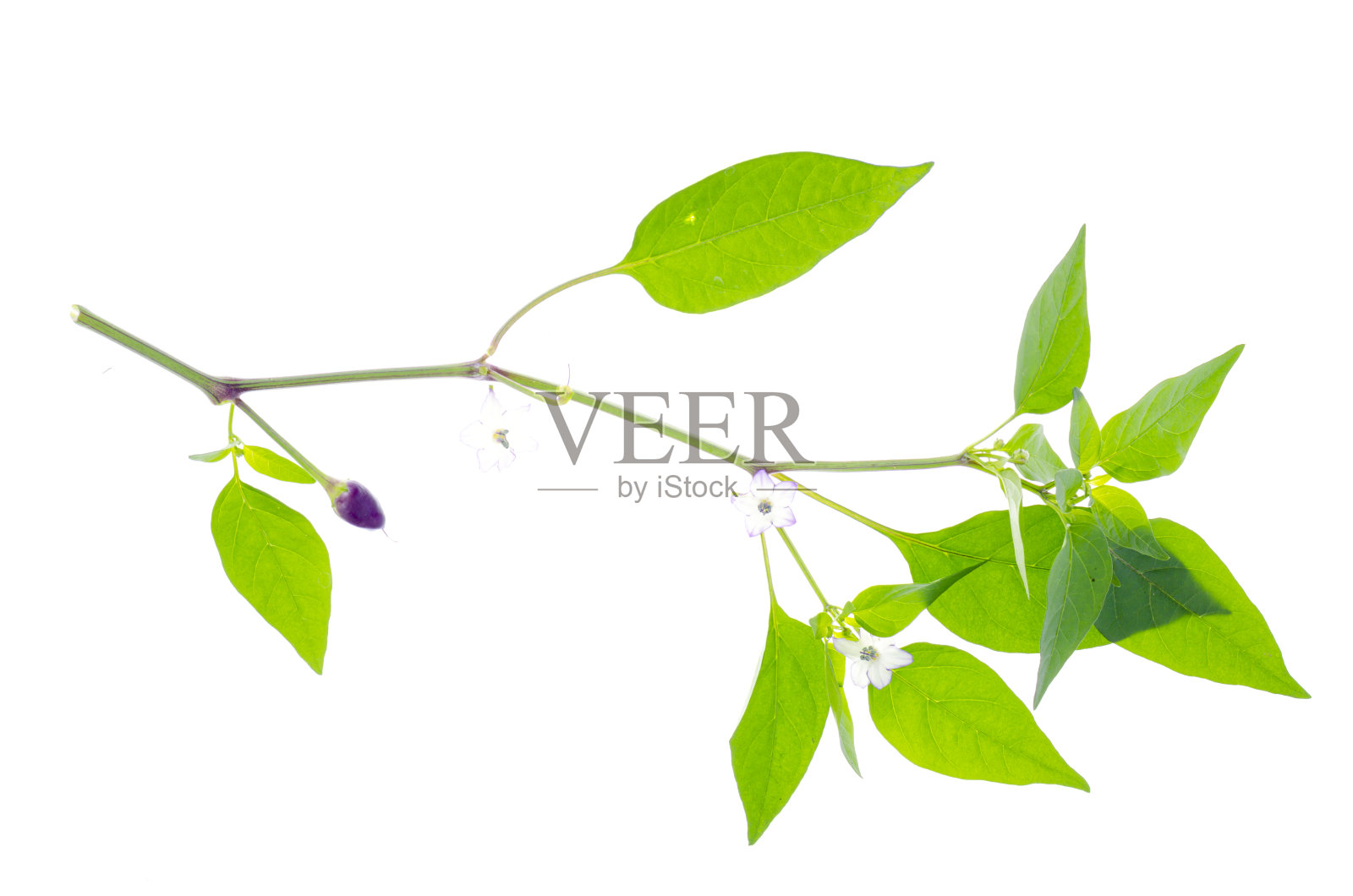 装饰花椒枝具绿叶和紫色小果实。照片摄影图片