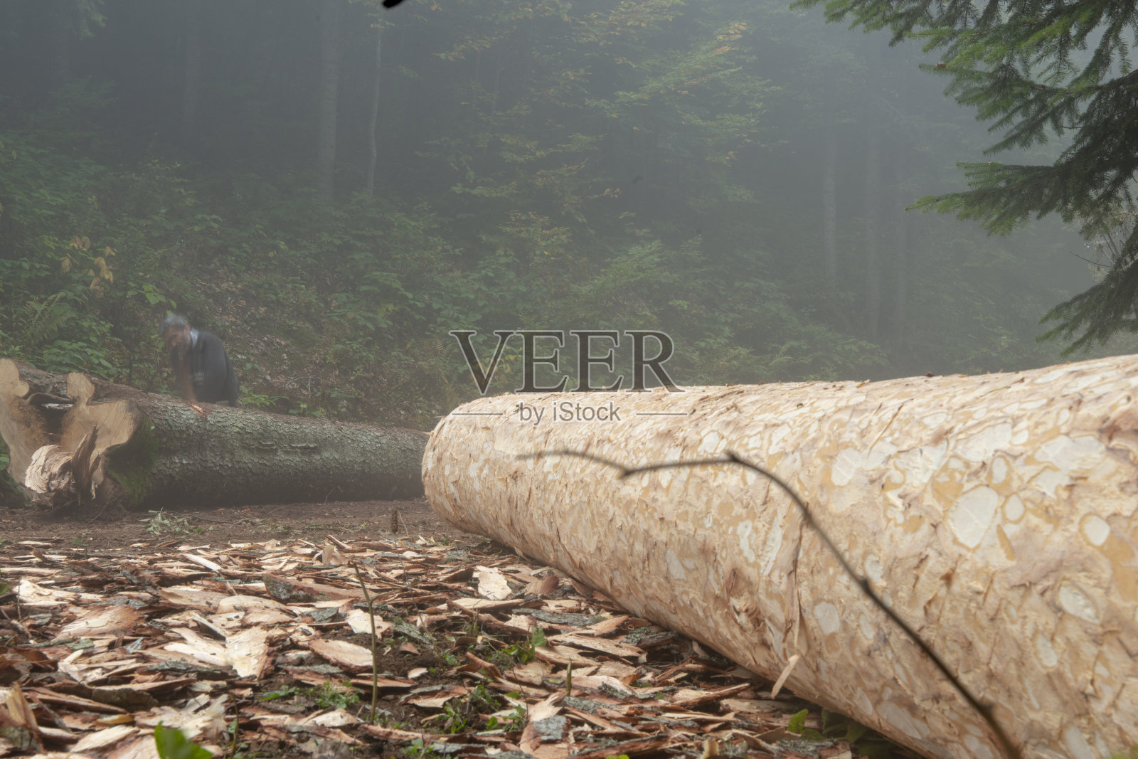 树日志照片摄影图片