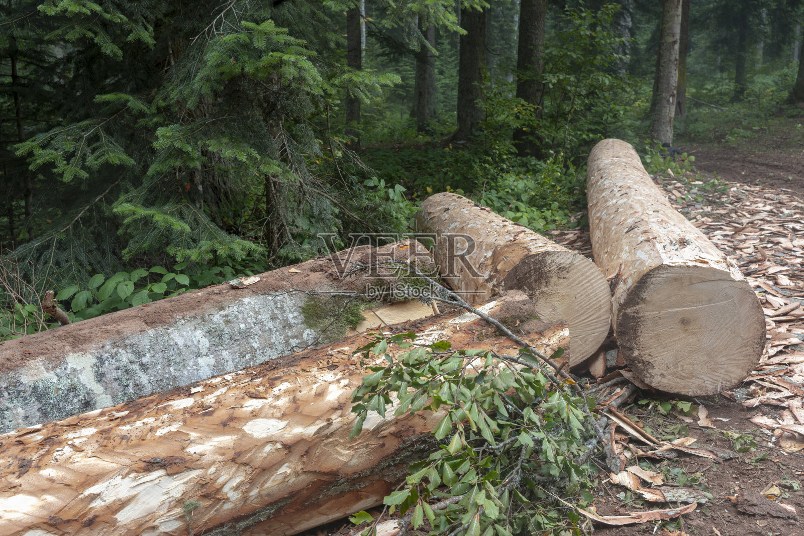 树日志照片摄影图片