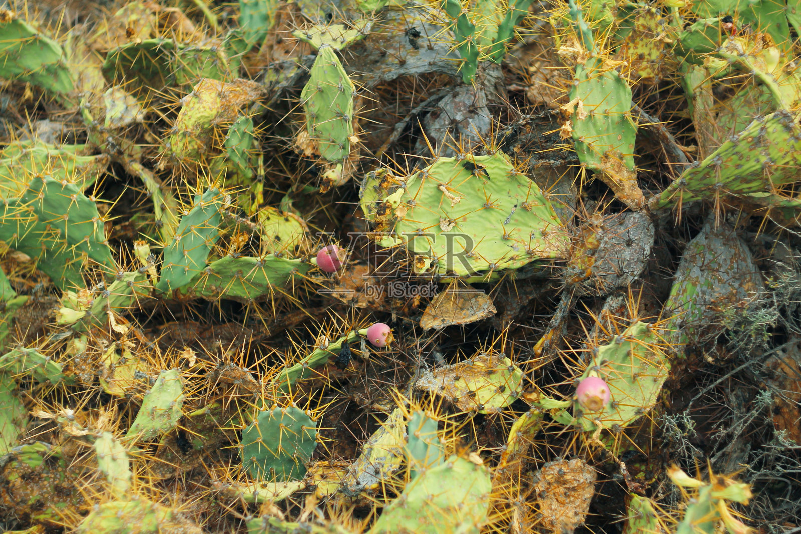 特内里费岛，海岸上盛开的仙人掌。照片摄影图片