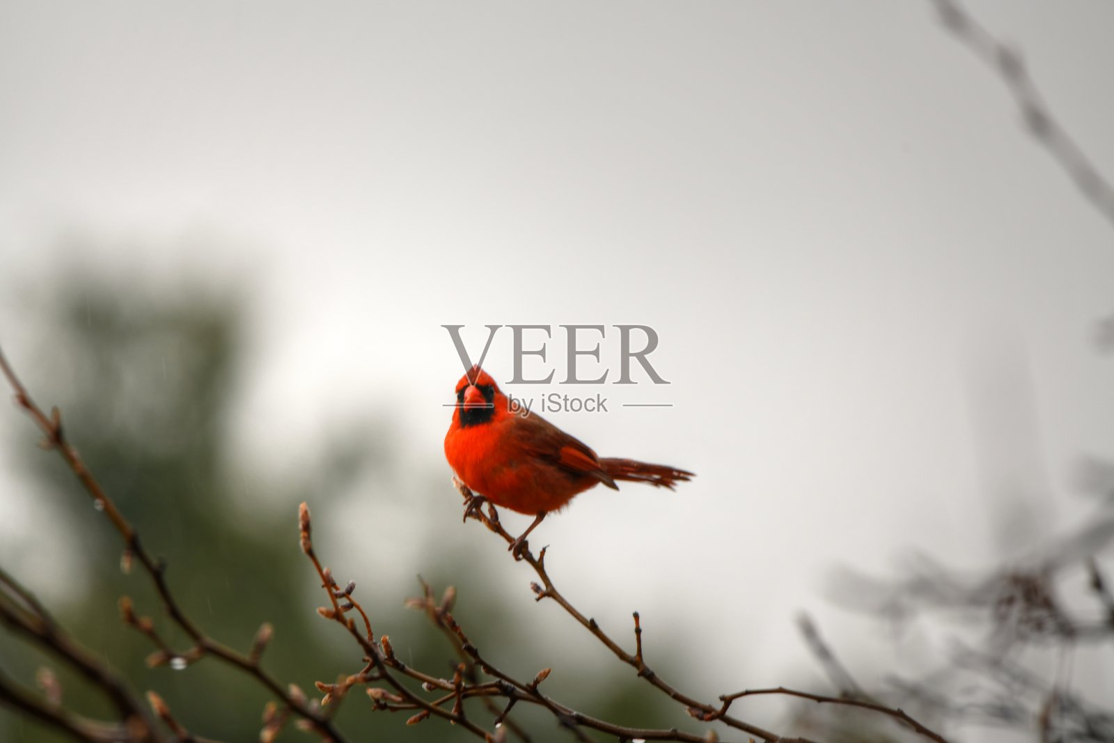 红衣凤头鸟照片摄影图片