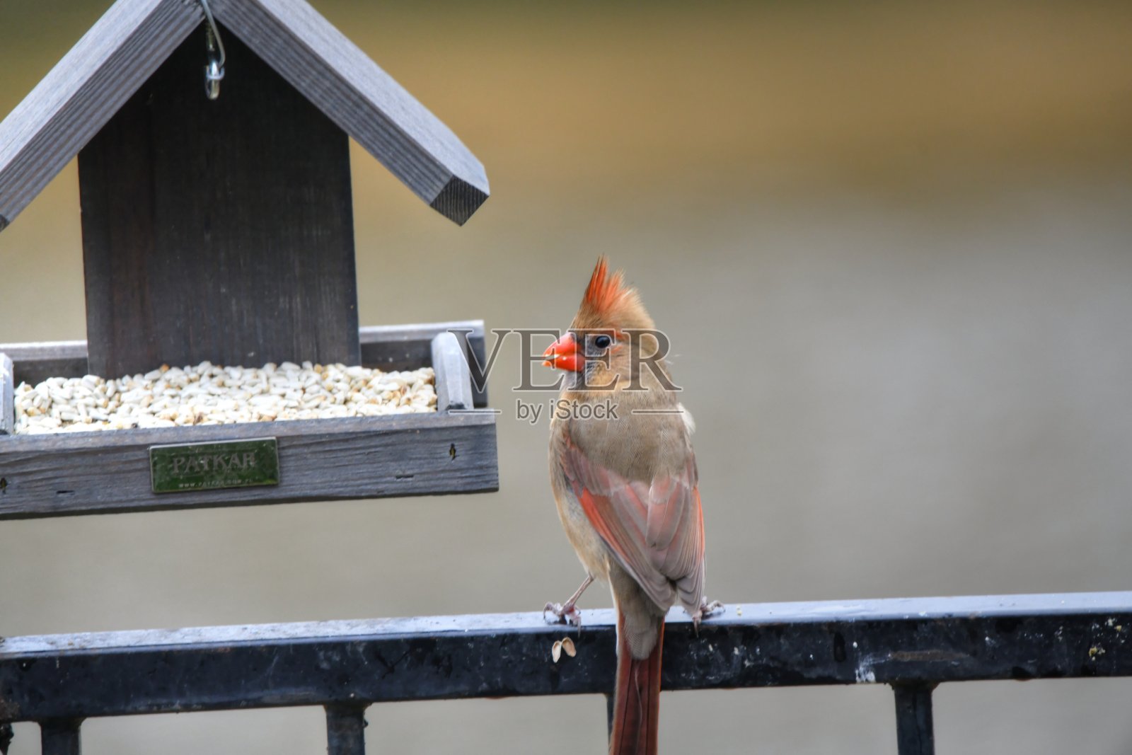 红衣凤头鸟照片摄影图片