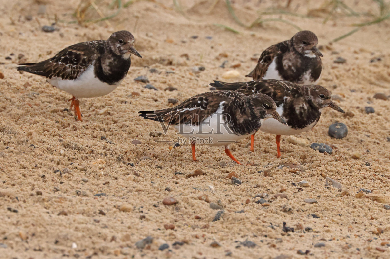 红鸟照片摄影图片