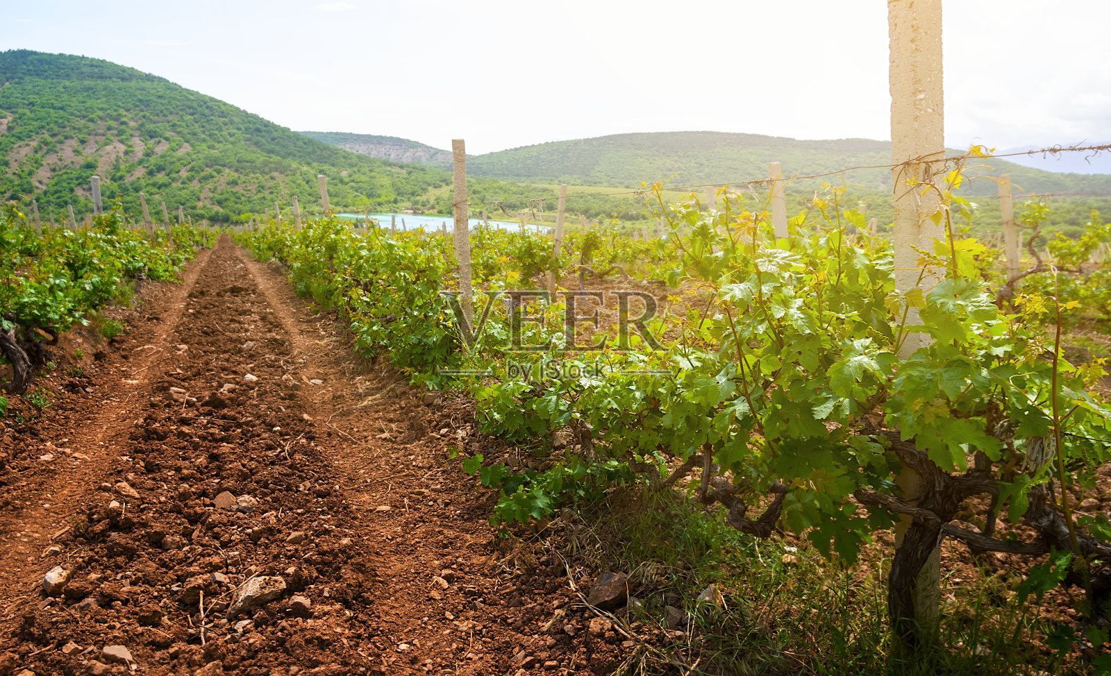 阳光明媚的山谷里的葡萄园照片摄影图片