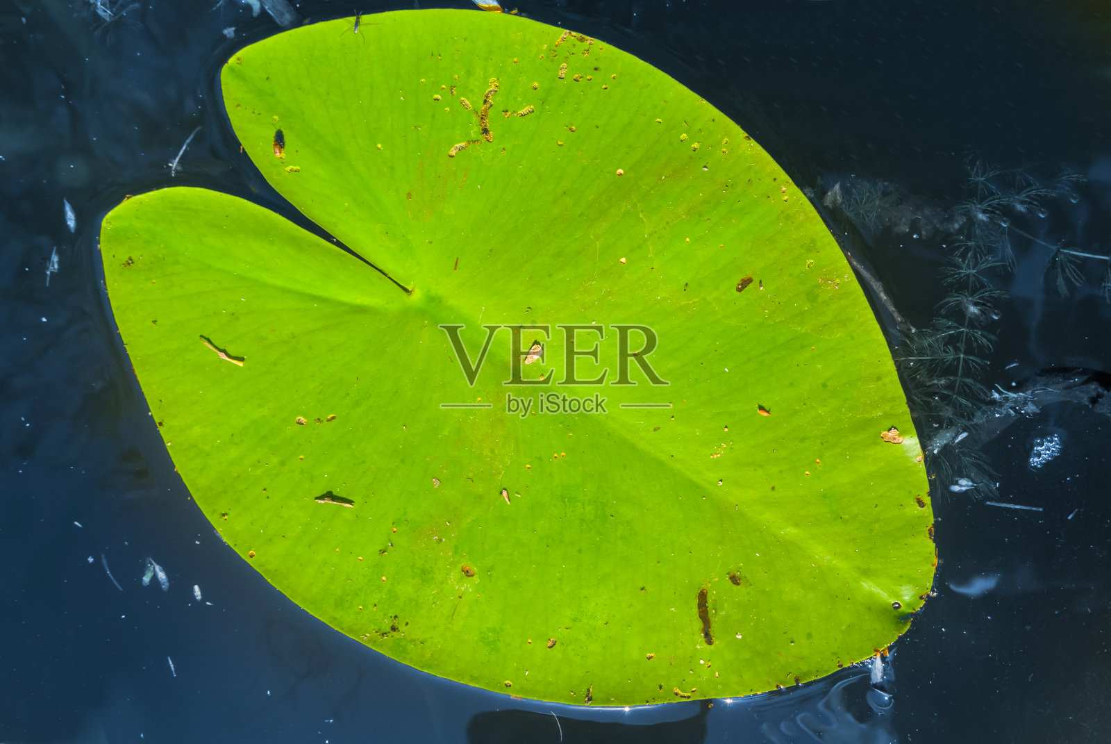 特写绿色的荷叶漂浮在水面上，夏日户外的自然背景照片摄影图片
