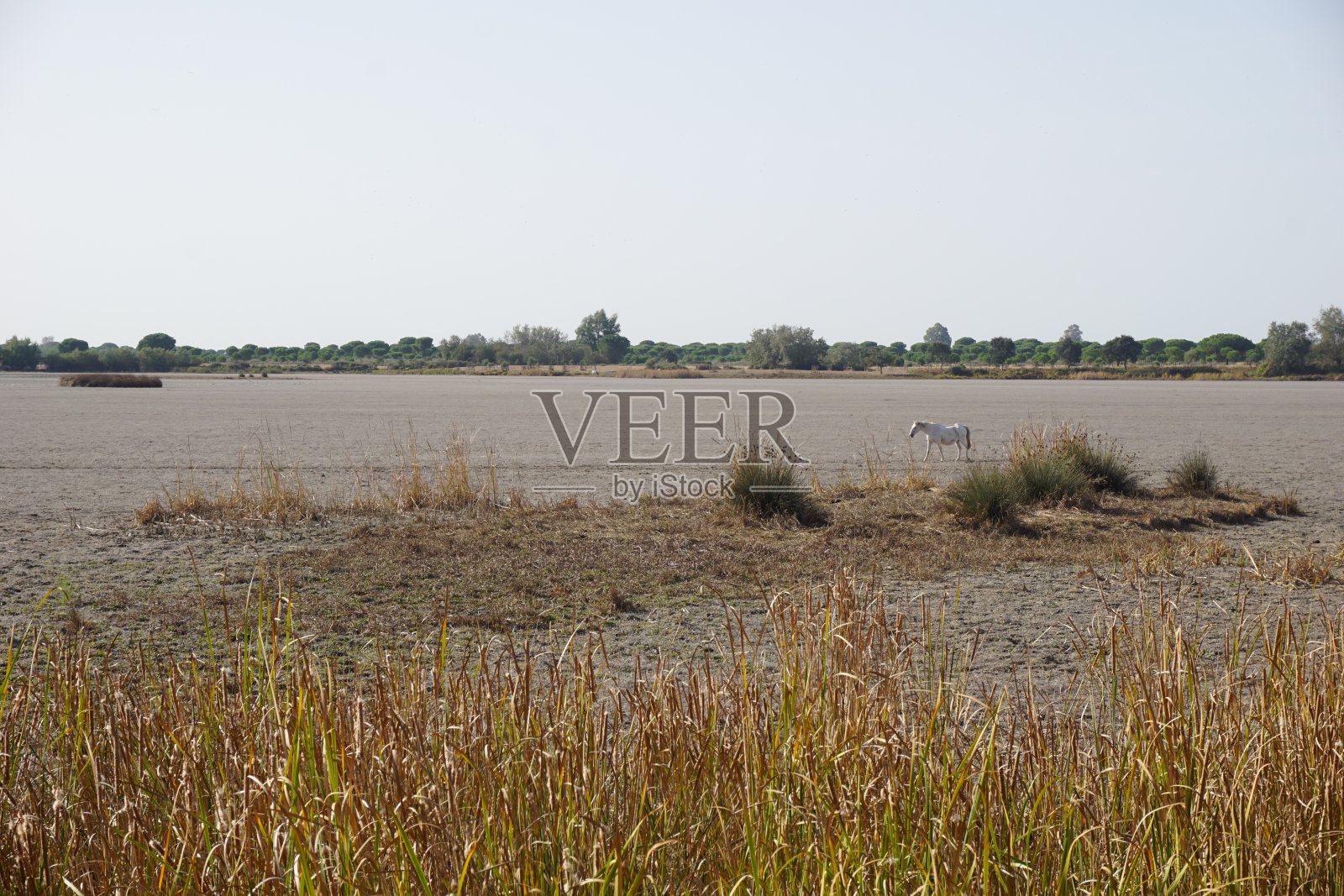 Doñana自然公园，El Rocío, Huelva，安达卢西亚，西班牙照片摄影图片