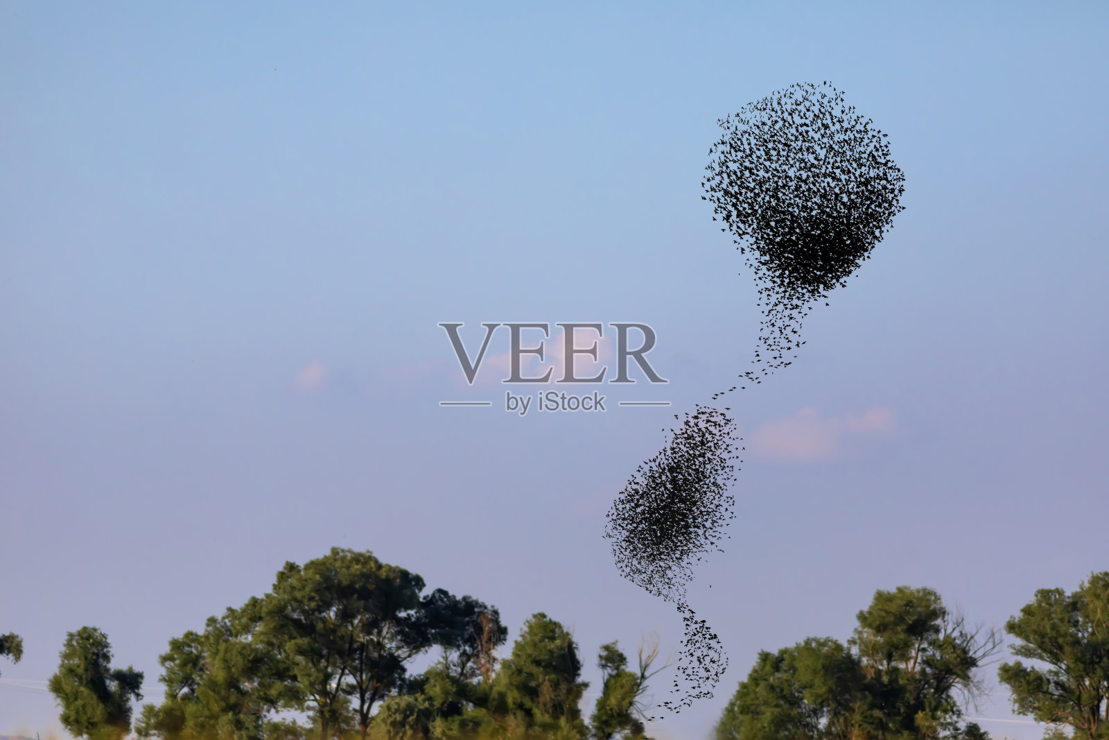 鸟跳舞。天空背景。鸟:燕八哥。照片摄影图片