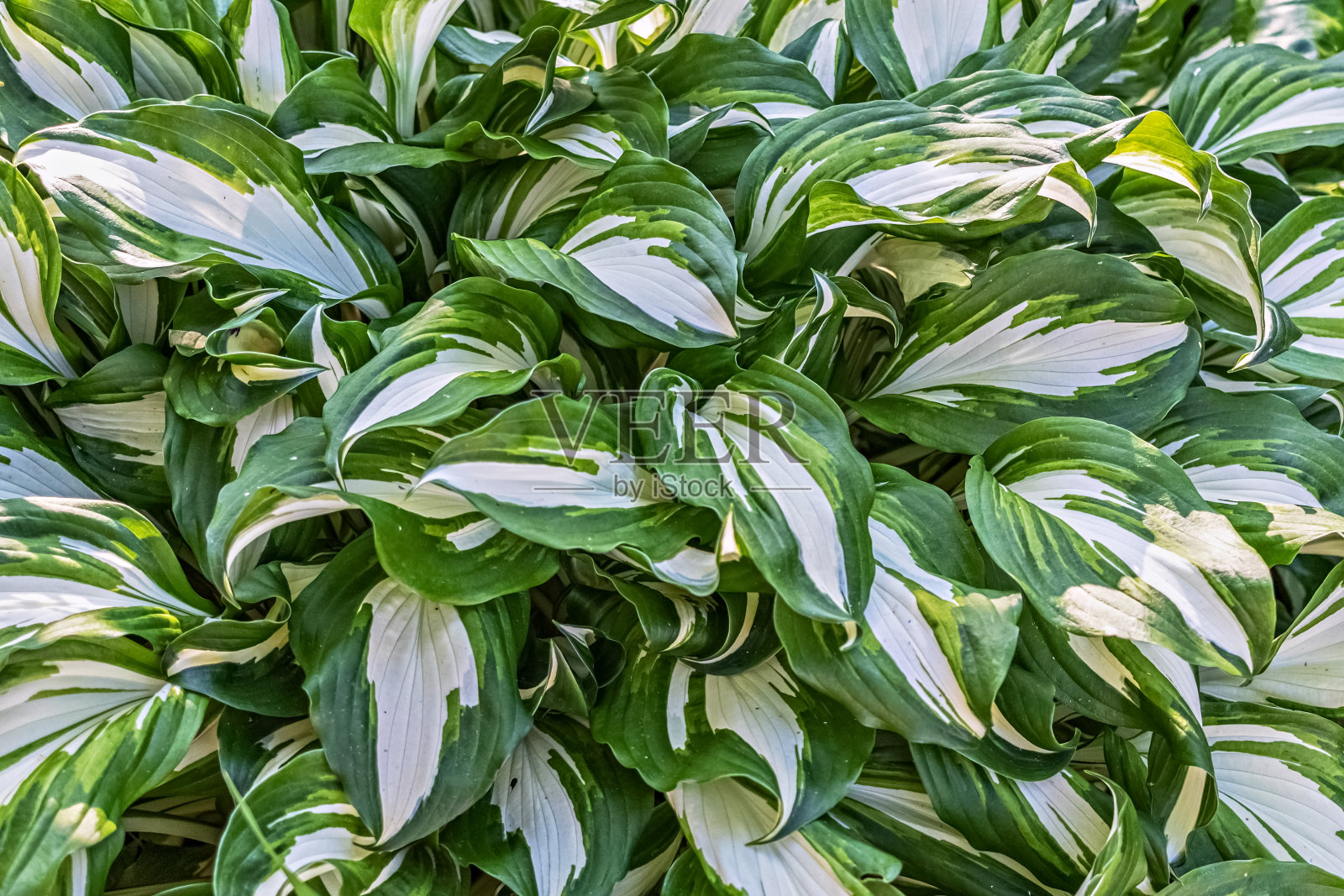 玉簪植物叶子的背景。照片摄影图片