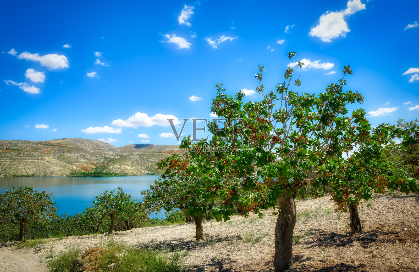 开心果和新鲜开心果的果实照片摄影图片