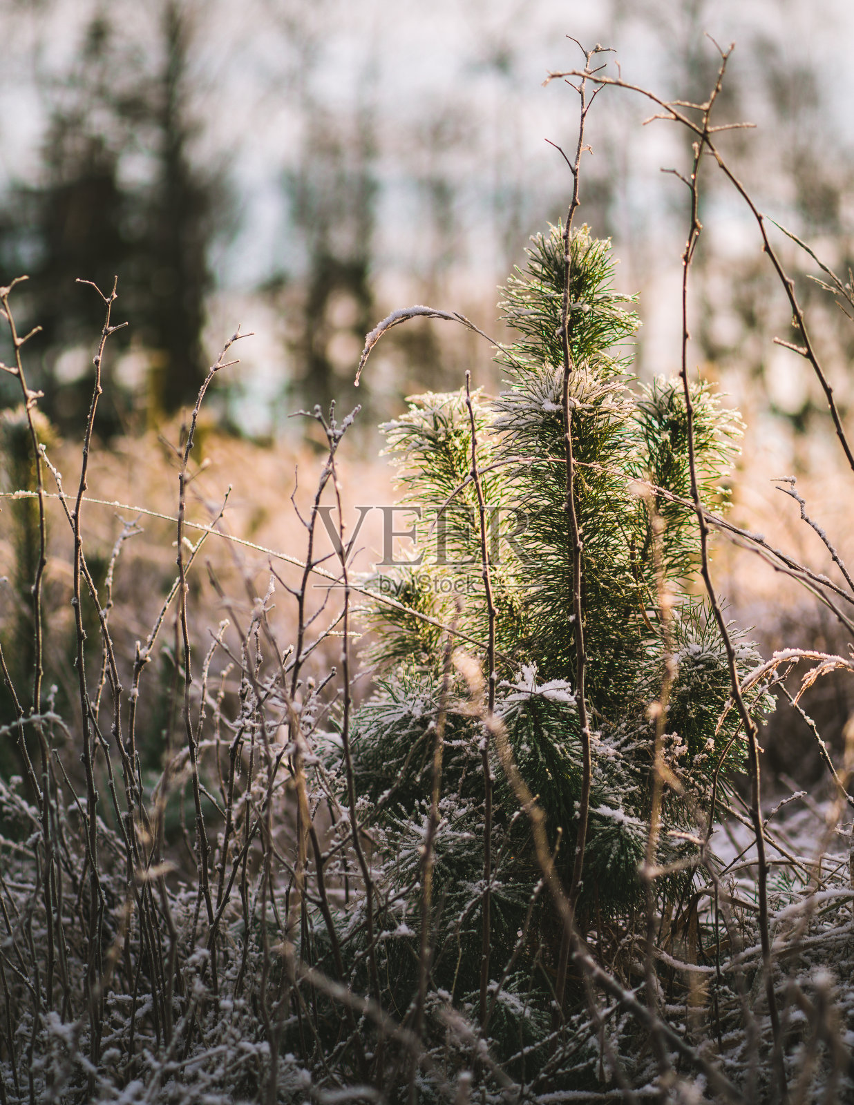 小松树和小草被霜覆盖着照片摄影图片
