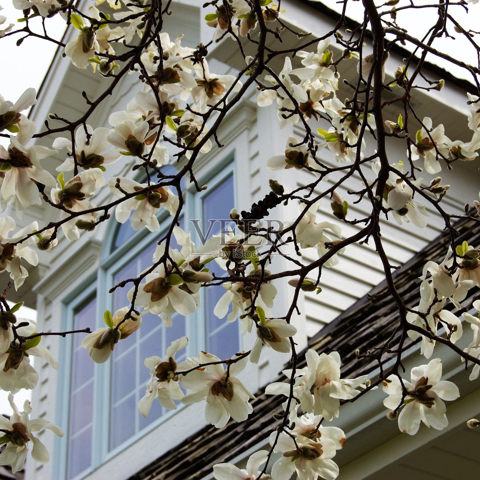 木兰和老虎照片摄影图片