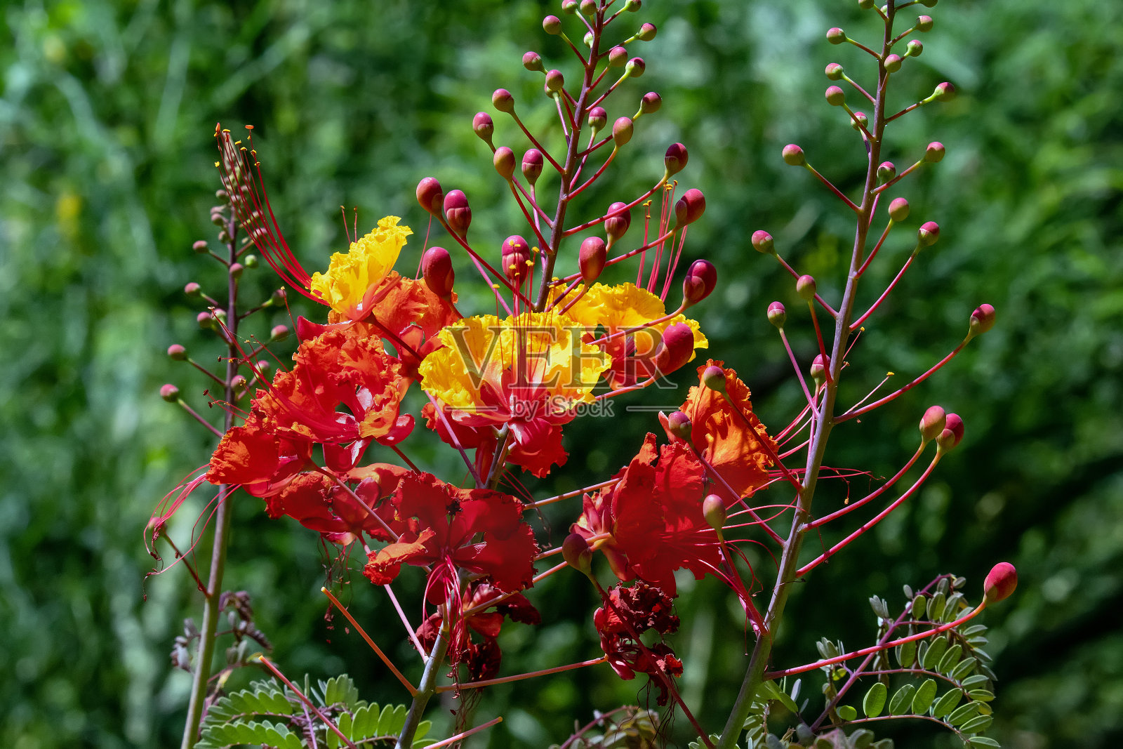 墨西哥极乐鸟，一种不寻常的植物照片摄影图片
