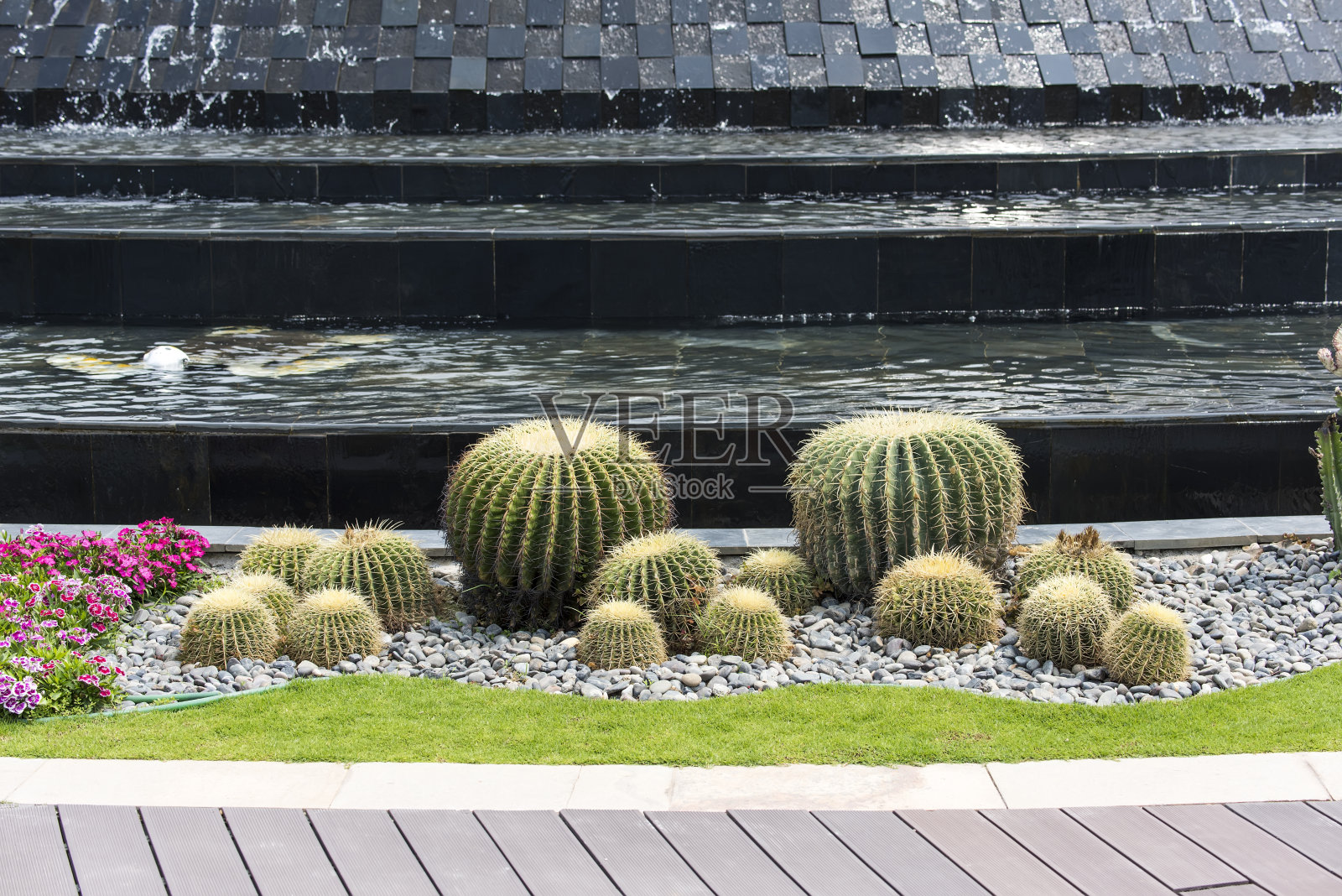 自然背景仙人掌近距离花园照片摄影图片