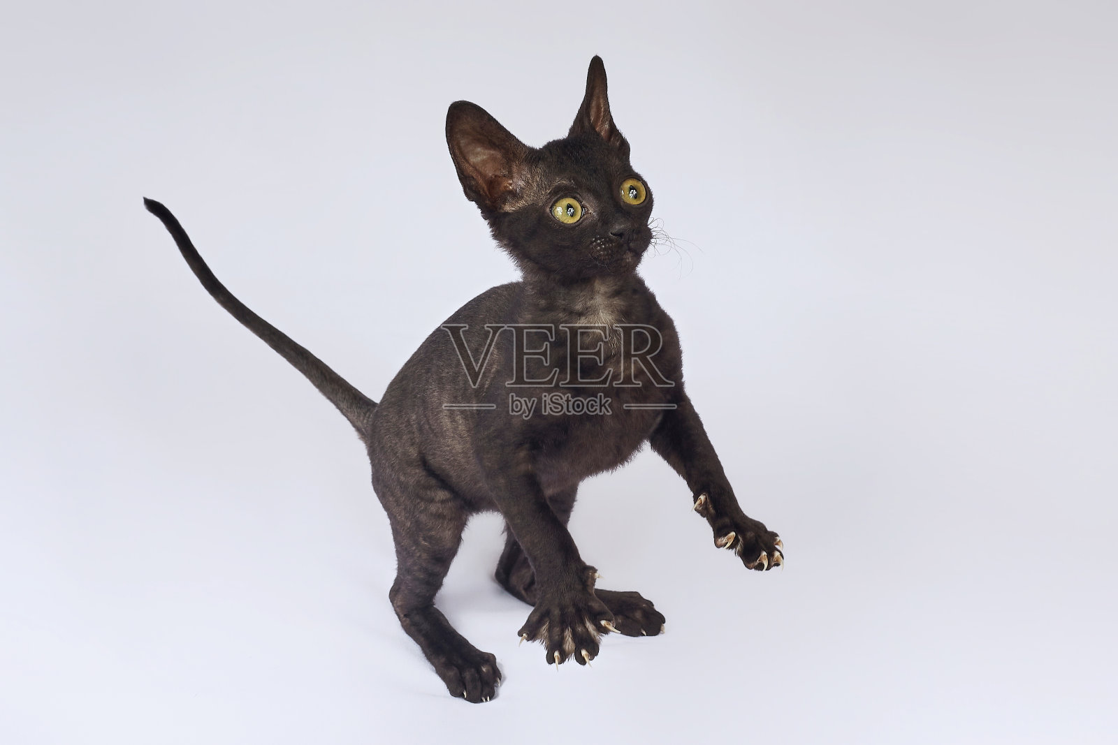 康沃尔雷克斯品种顽皮的黑猫。照片拍摄在一个白色的背景照片摄影图片