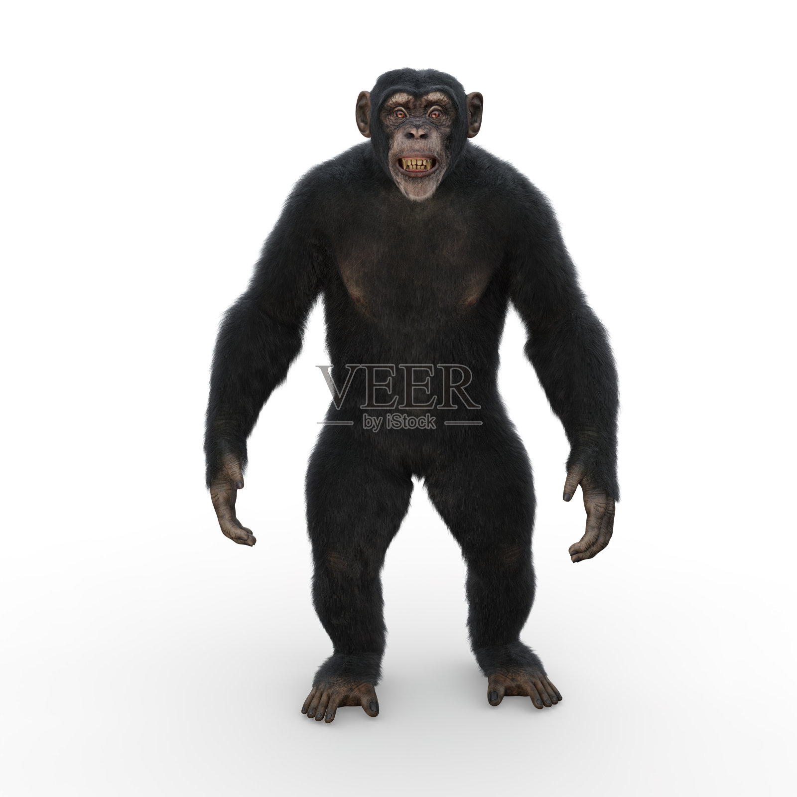 黑猩猩直立着，直视前方，咧着嘴笑。照片摄影图片