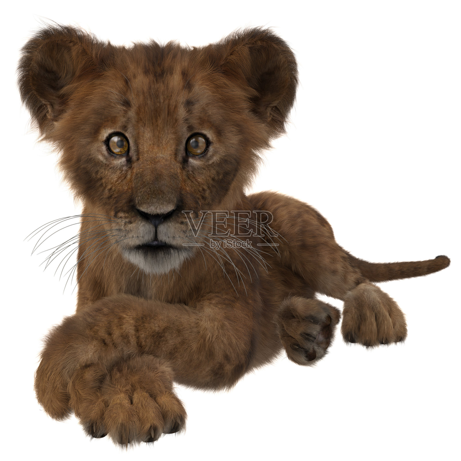 可爱的小狮子躺着，爪子交叉。照片摄影图片