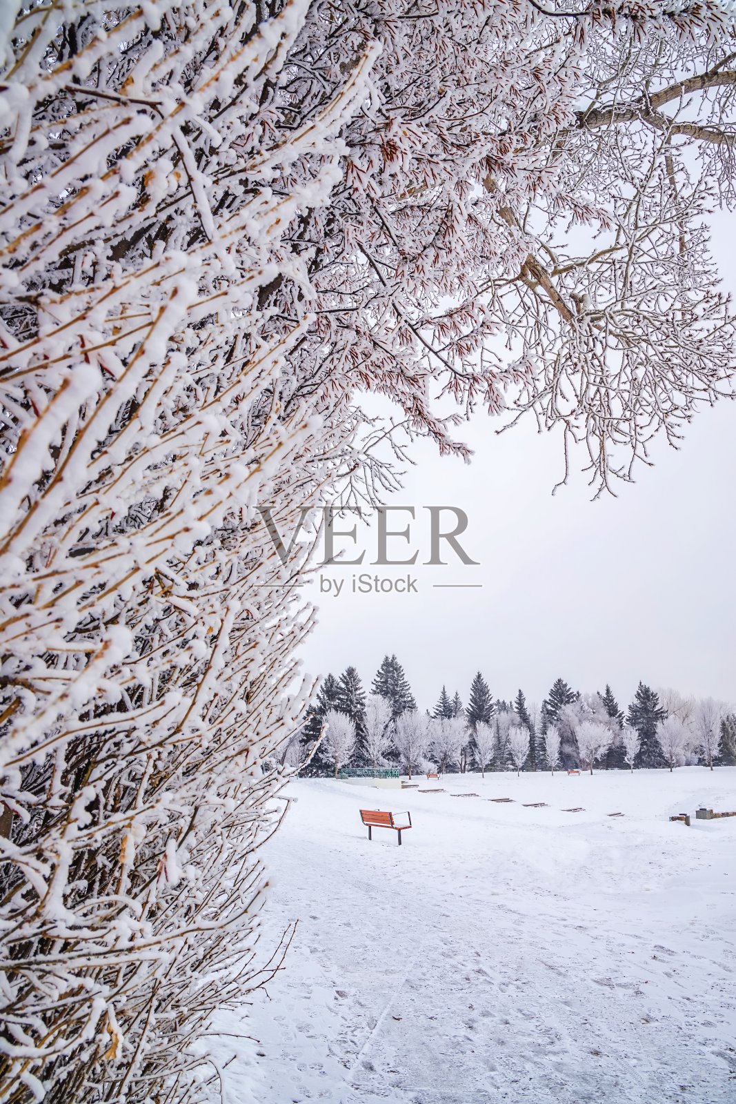 公园长椅了望被雪树包围照片摄影图片