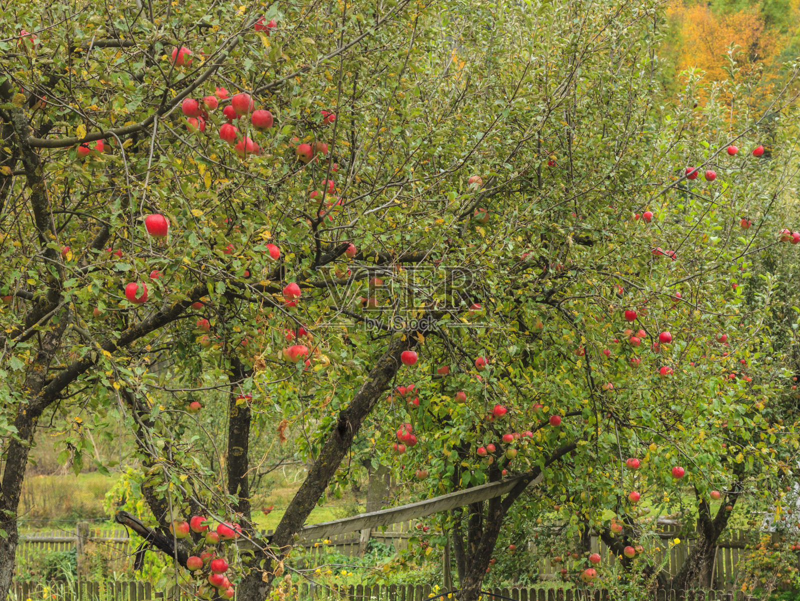 苹果公司院子里的细节照片摄影图片