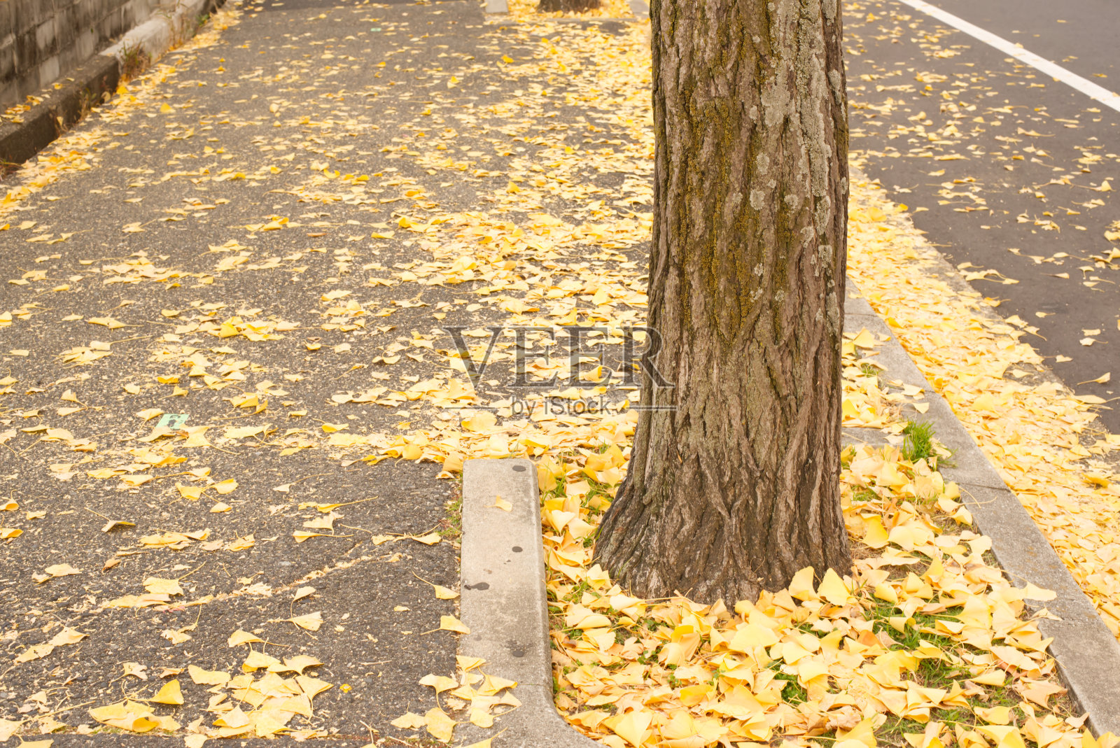 银杏照片摄影图片