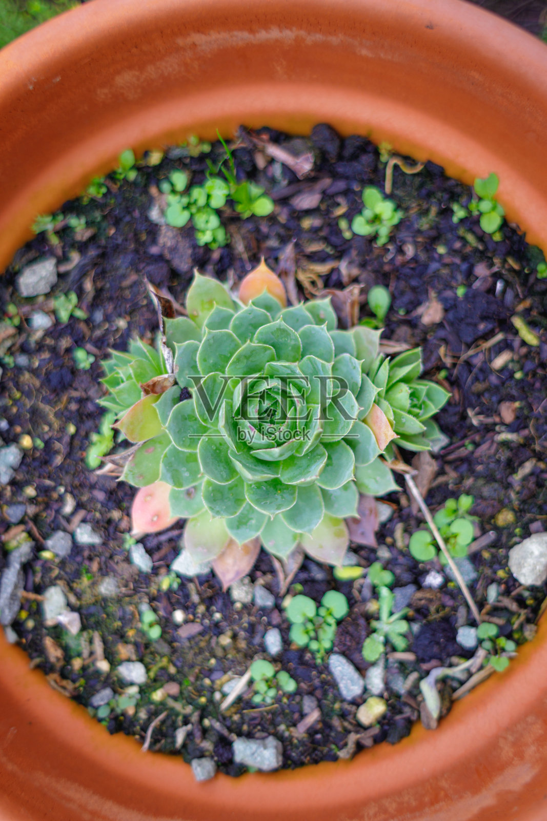 Sempervivum calcareum。俯视图照片摄影图片