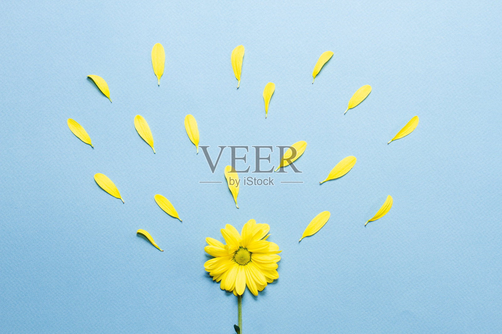 淡蓝色背景上的小黄花照片摄影图片