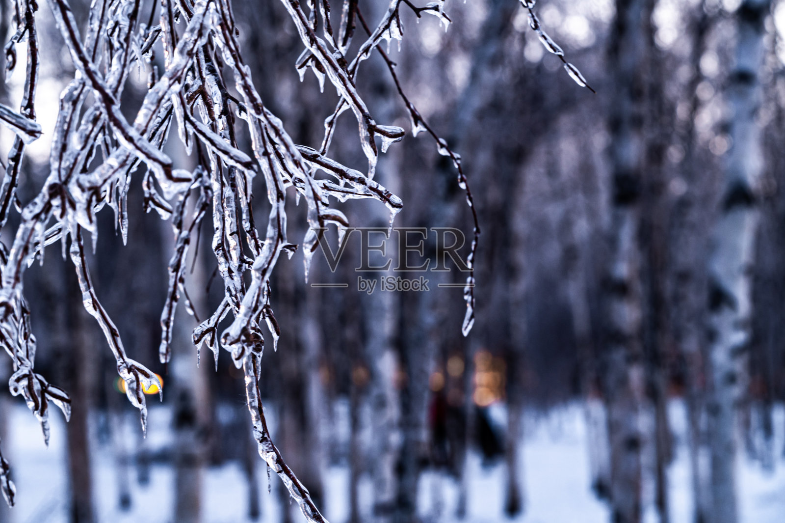 中国长春，南湖公园，冰雪过后的树枝景观照片摄影图片
