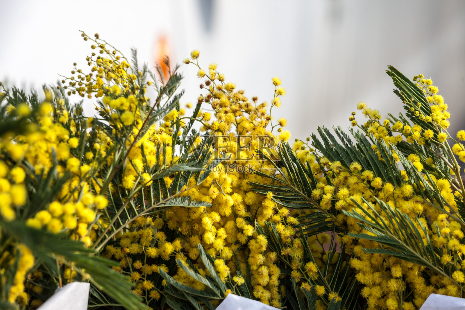 金合欢的花朵，盛开着他们的黄色的头，展示。它也被称为含羞草，或黄色含羞草，是一种原产于澳大利亚的植物，也在地中海地区发展。照片摄影图片