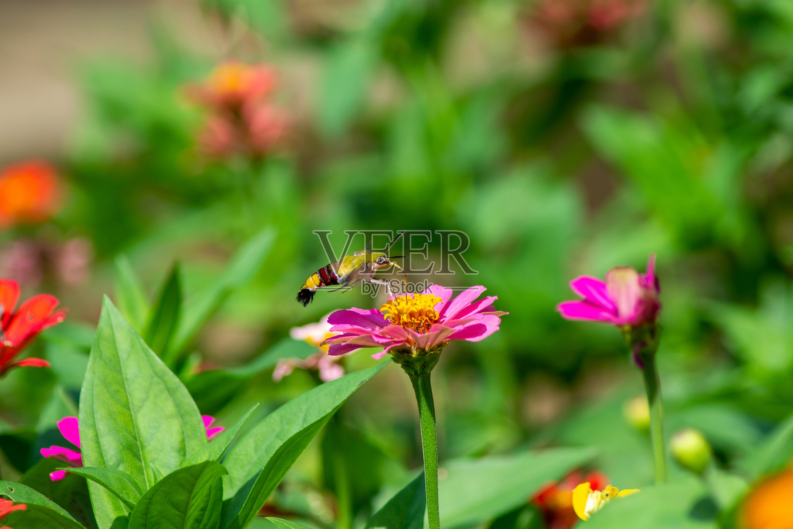 洋甘菊微距在夏季春野上以蓝天为背景，伴着阳光和一只飞舞的蝴蝶，大自然尽收眼底。夏季自然景观与复制空间。照片摄影图片
