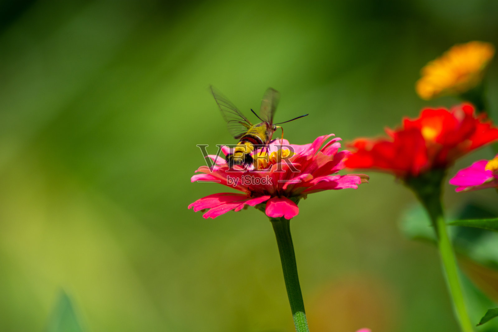 洋甘菊微距在夏季春野上以蓝天为背景，伴着阳光和一只飞舞的蝴蝶，大自然尽收眼底。夏季自然景观与复制空间。照片摄影图片