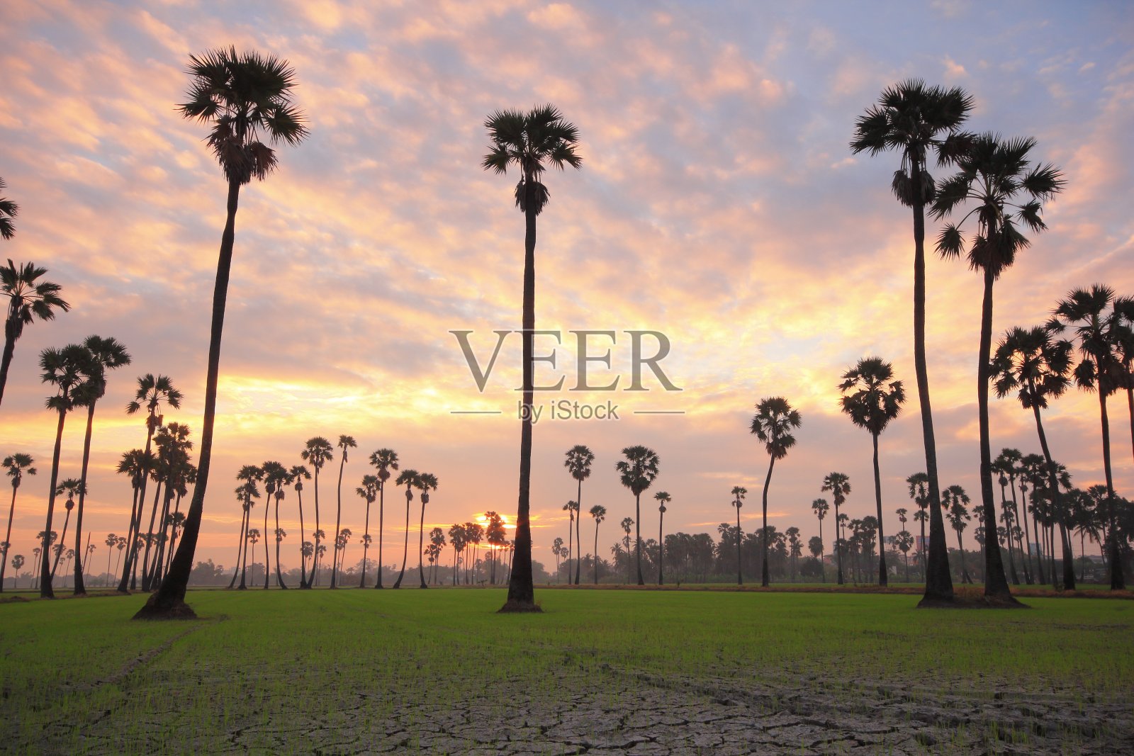 糖棕榈在稻田的中央早上照片摄影图片