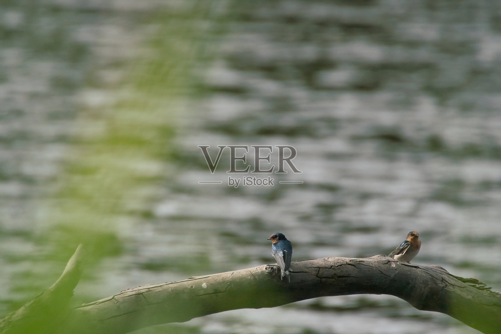 两只燕子栖息在河边照片摄影图片