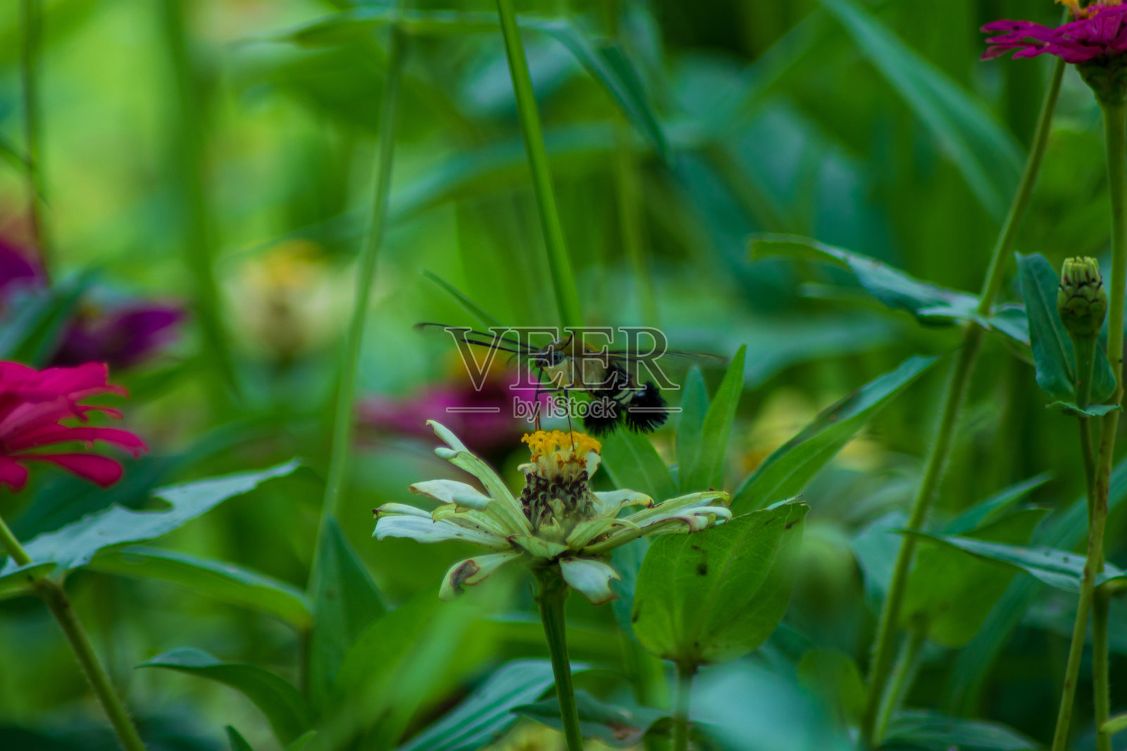 蝴蝶和花朵照片摄影图片