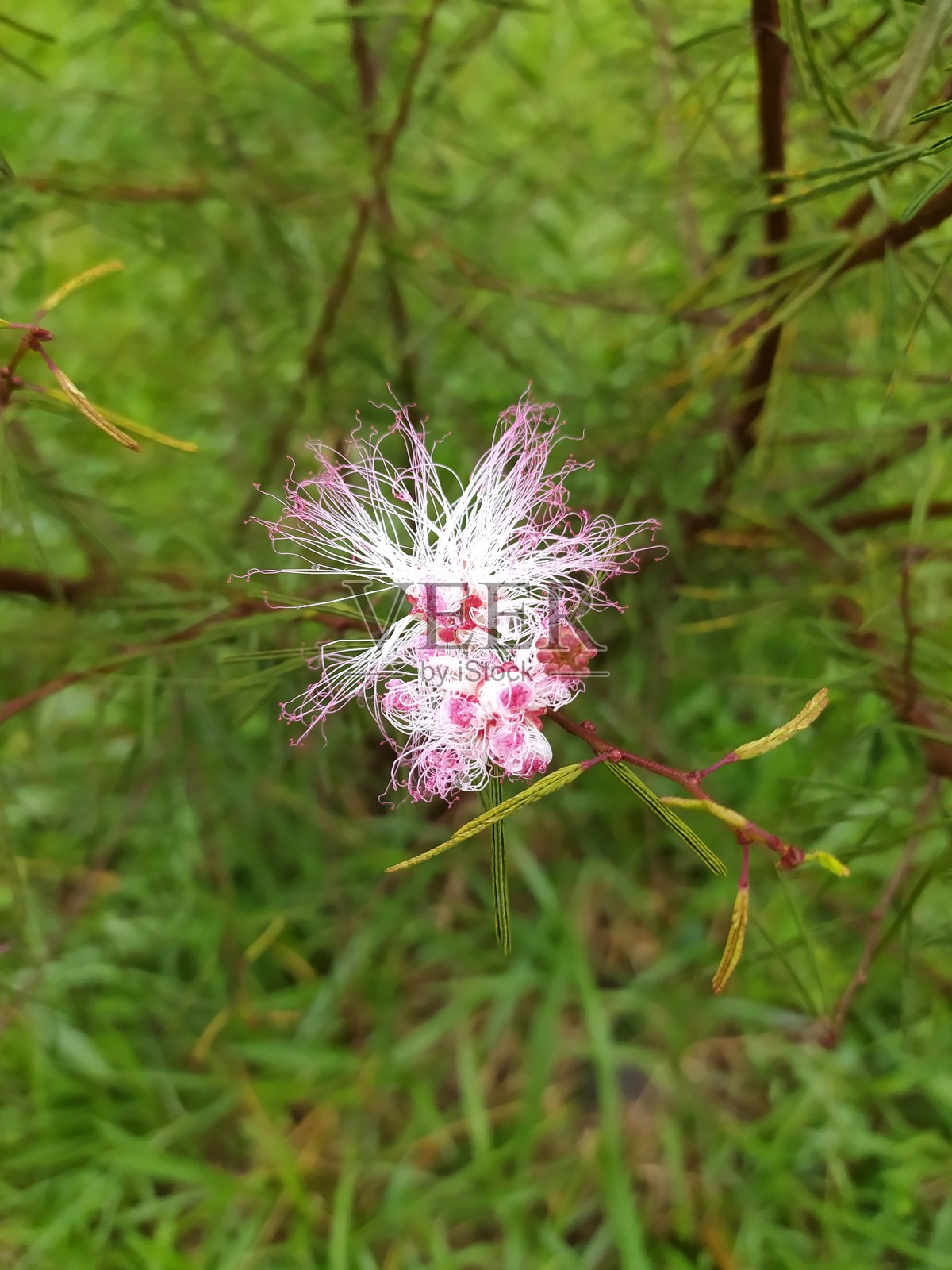特写或卡莉安德拉苏里纳门西斯照片摄影图片