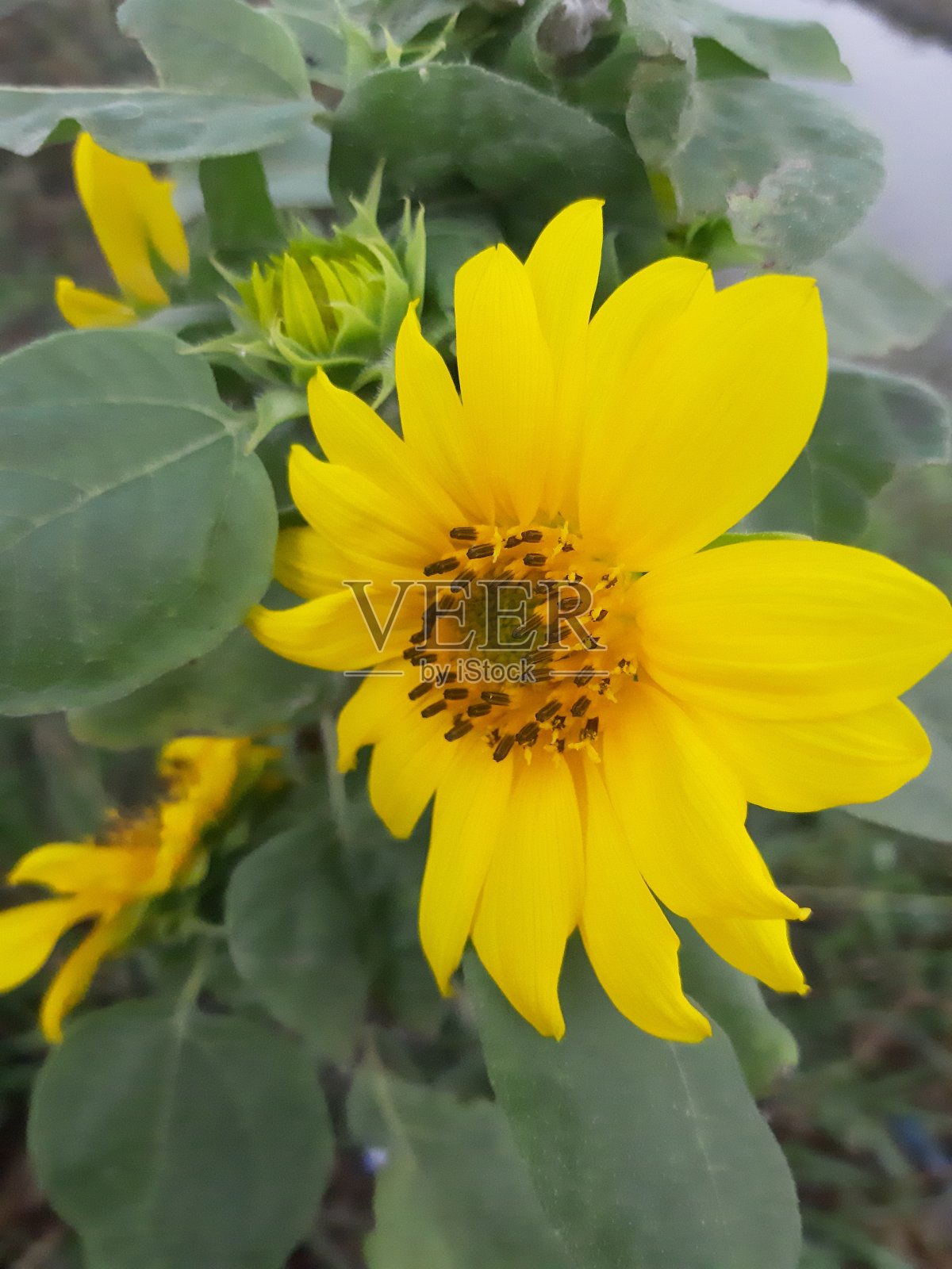 美丽的向日葵与智能手机摄影照片摄影图片