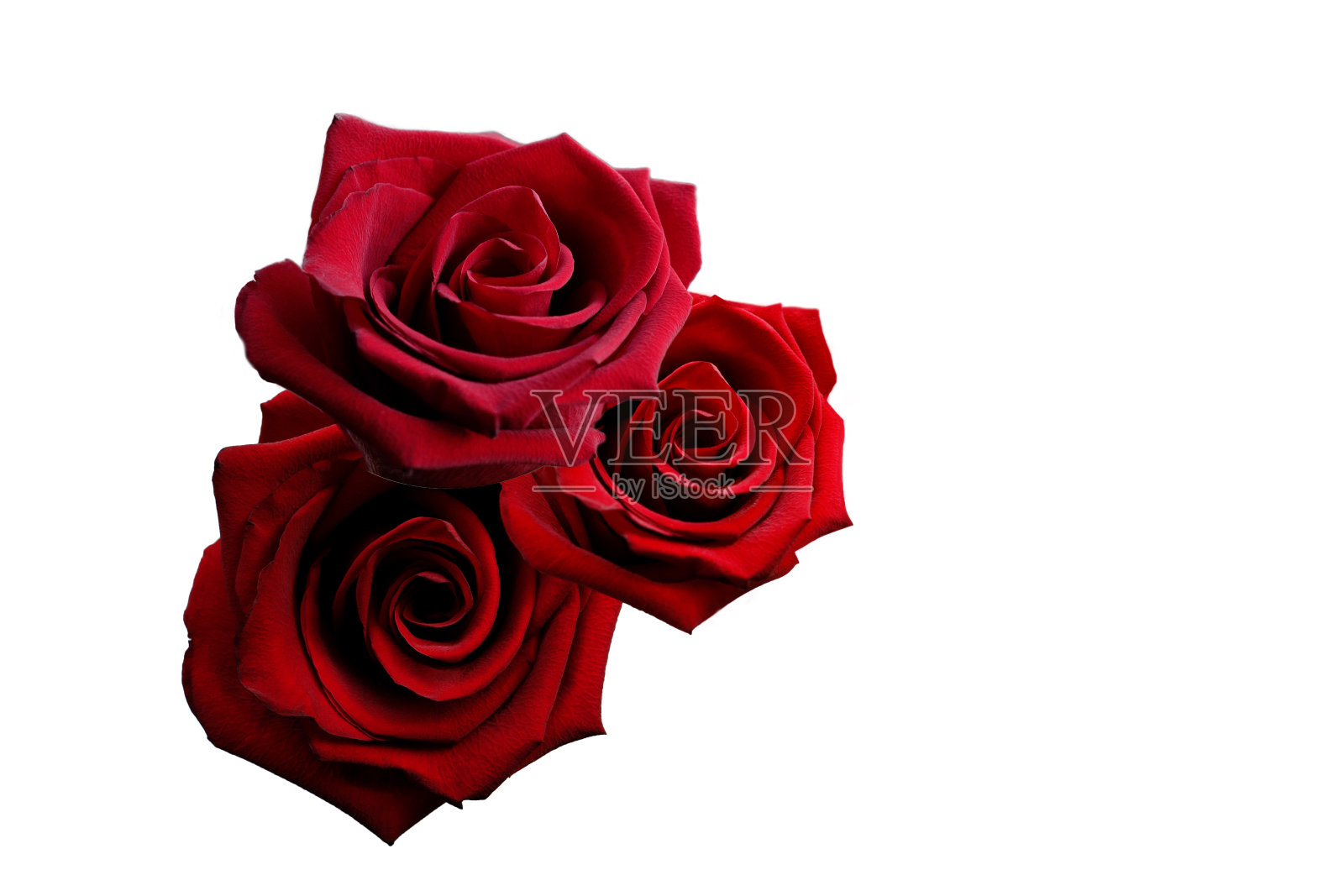 白色背景上的三朵红玫瑰照片摄影图片