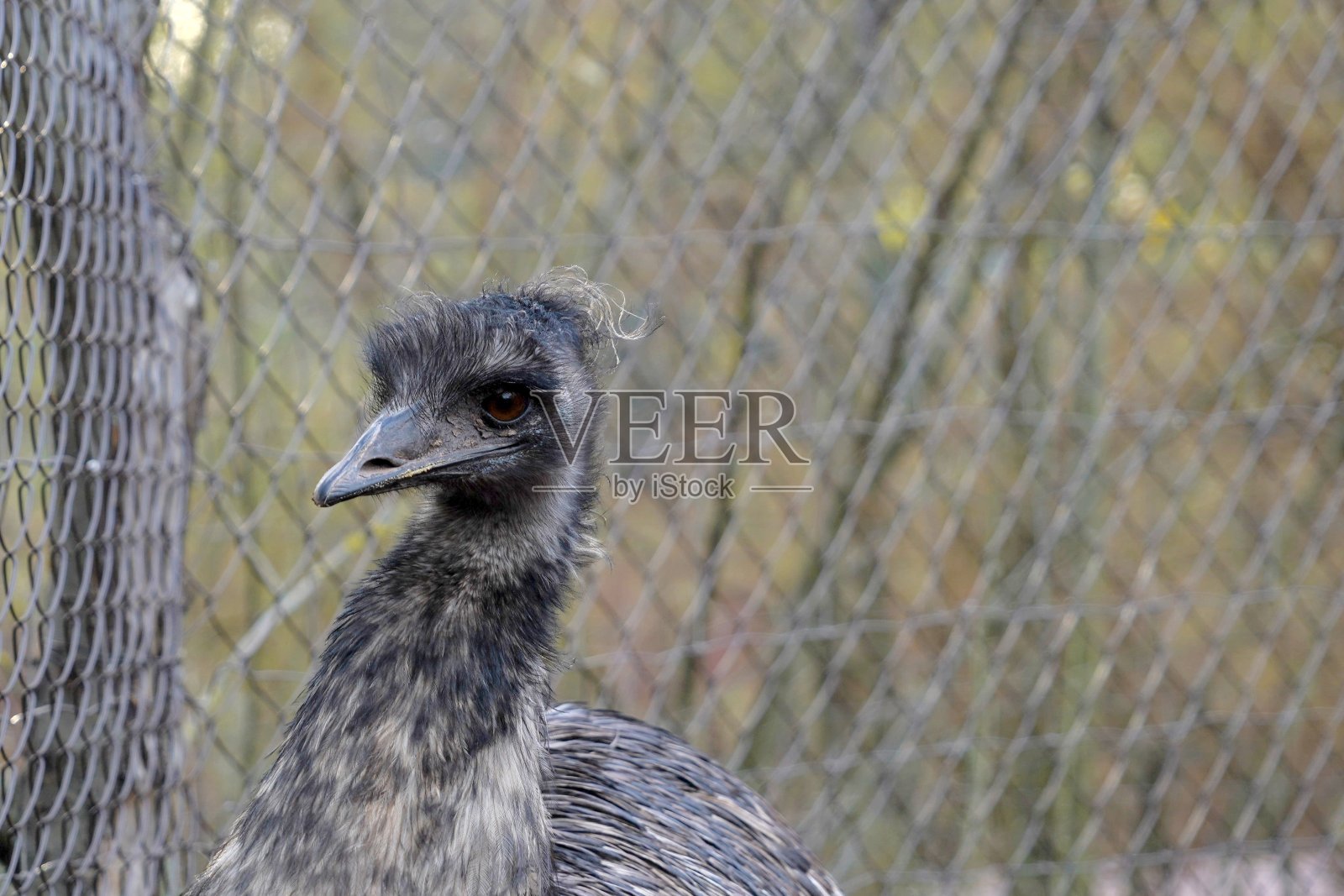 鸵鸟或普通鸵鸟，在拉丁语中称为Struthio camelus。侧面的一个年轻的鸟的肖像在背景上有很多复制空间。喙在头部占主导地位。照片摄影图片