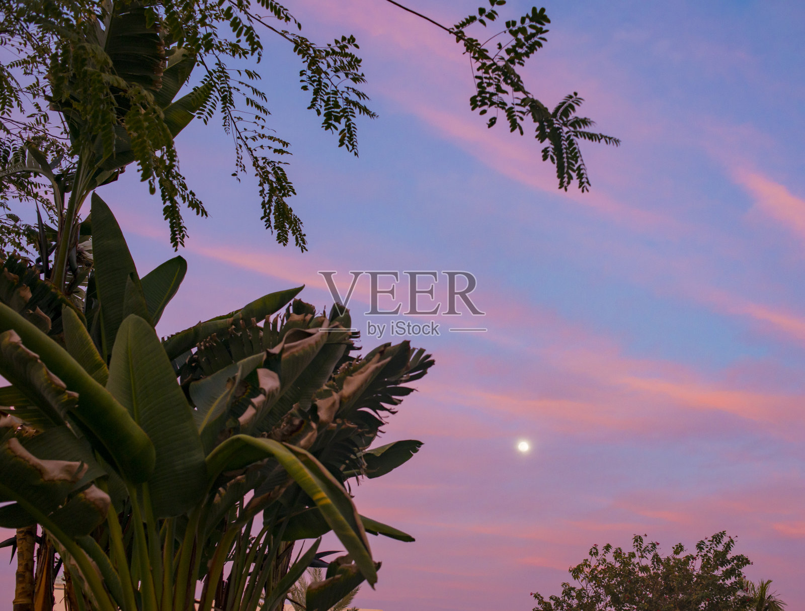 在埃及的沙姆沙伊赫，浪漫的粉色和蓝色夕阳与棕榈叶照片摄影图片