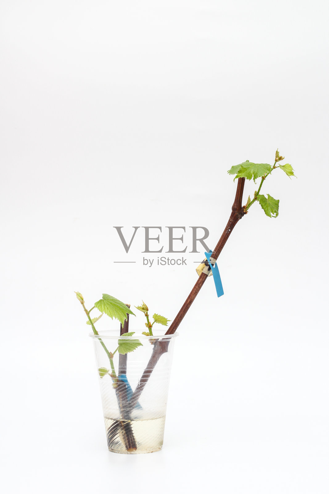 孤立生根的葡萄藤插枝，在白色背景上有绿色的嫩叶。在家里种植葡萄的过程。照片摄影图片