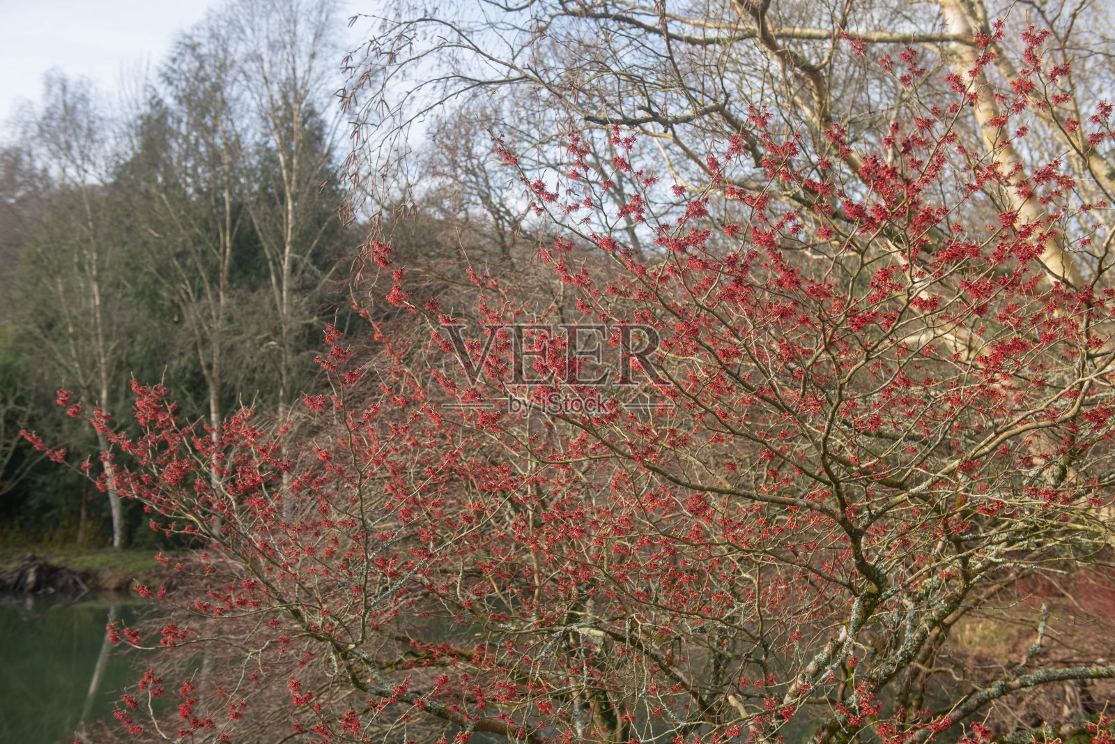 英国德文郡乡间林地花园湖边的中国金缕梅(Hamamelis mollis 'Coombe Wood')上的红色花朵照片摄影图片